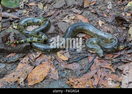 Eine wilde grüne Anakonda, Eunectes murinus, Amazon National Park, Loreto, Peru Stockfoto