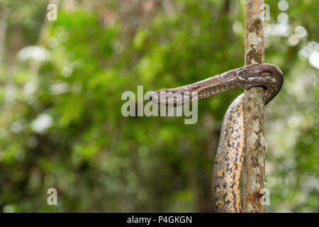 Eine wilde grüne Anakonda, Eunectes murinus, Amazon National Park, Loreto, Peru Stockfoto