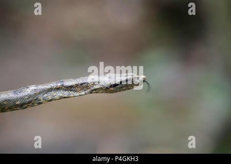 Eine wilde grüne Anakonda, Eunectes murinus, Amazon National Park, Loreto, Peru Stockfoto