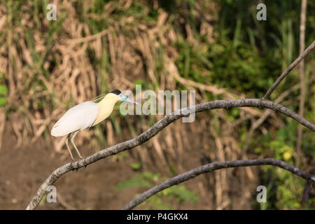 Nach bedeckte Reiher, Pilherodius pileatus, Rio Yanayacu, Pacaya-Samiria Nationalreservats, Loreto, Peru Stockfoto