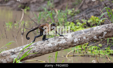 Nach getuftete Kapuziner, Sapajus apella, überqueren die Wasser in San Miguel CaÃ±o, Loreto, Peru Stockfoto