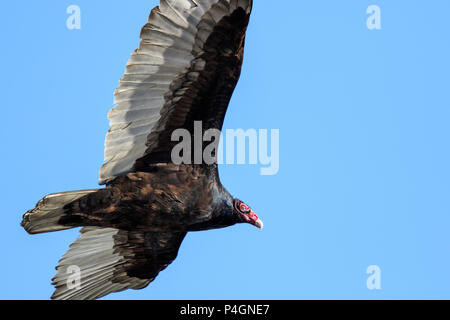 Truthahngeier (Cathartes Aura) hochfliegende vor blauem Himmel Stockfoto