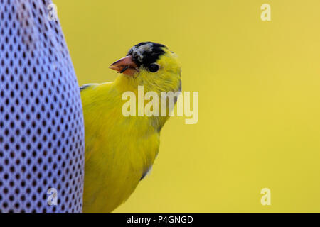 Stieglitz (spinus Tristis) auf Thistle seed Einzug. Stockfoto