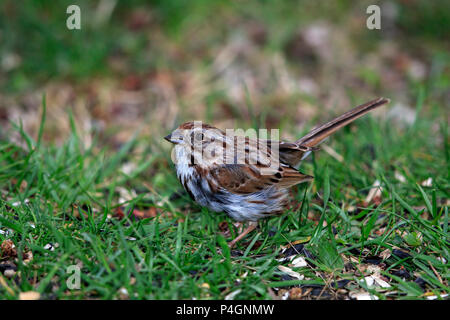 Song sparrow (Melospiza melodia) auf Gras Stockfoto