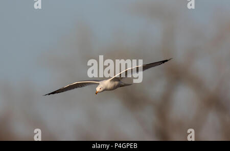 Ring-billed Gull (Larus delawarensis) im Flug. Stockfoto