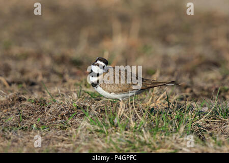 Killdeer (Charadrius vociferus) auf dem Boden. Stockfoto