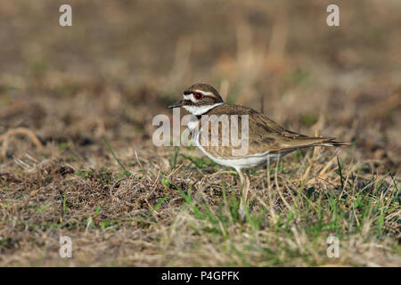 Killdeer (Charadrius vociferus) auf dem Boden. Stockfoto