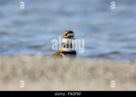 Killdeer (Charadrius vociferus) auf dem Boden. Stockfoto