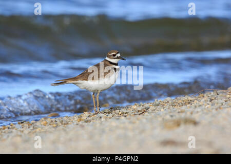 Killdeer (Charadrius vociferus) auf dem Boden. Stockfoto