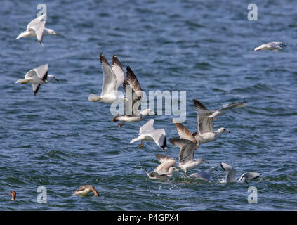 Gemischte Gruppe von Möwen (Ring-billed, Hering und wenig) über Wasser. Stockfoto