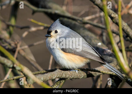 Getuftete Meise (Baeolophus bicolor) in der Bürste Stockfoto