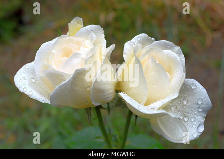 Fotografie mit Szene zwei weiße Rosen nach dem Regen Stockfoto