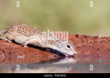 Mexikanische Erdhörnchen, Spermophilus mexicanus, ein Nagetier native zu Teilen der südlichen Great Plains und die Chihuahuan Wüste, auf der Suche nach Wasser Stockfoto