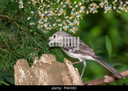 Northern Mockingbird, Mimus polyglottos, Charlotte, NC. Stockfoto