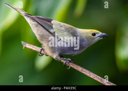 Palm Tanager, Thraupis palmarum, in Costa Rica. Stockfoto