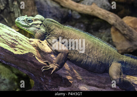 Rhinoceros Iguana, Cyclura cornuta, in Houston Zoo Stockfoto