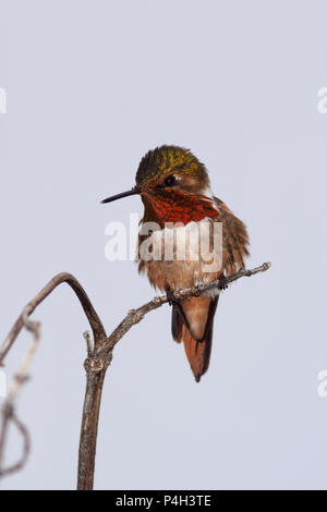 Funkelndes Kolibri, Selasphorus scintilla, Savegre Mountain Lodge in Costa Rica. Stockfoto