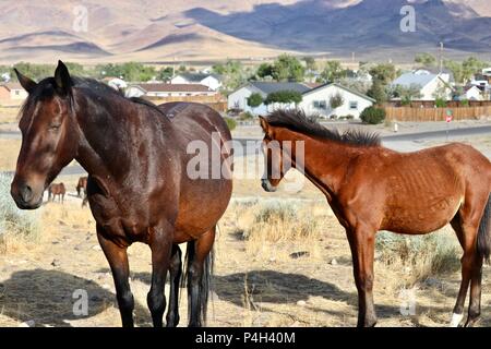 Wilde Pferde von Nevada, amerikanischen Wilden mustang Pferde in der hohen Wüste Stockfoto