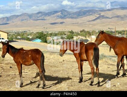 Wilde Pferde von Nevada, Mustang colt American wildlife Stockfoto