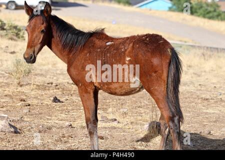 Wilde Pferde von Nevada, Mustang colt American wildlife Stockfoto