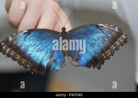 Blauer Schmetterling auf einer Hand Stockfoto