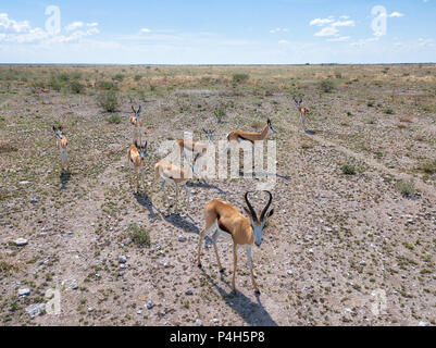 Tiere in Etoscha Nationalpark im Norden Namibias im Januar 2018 getroffen Stockfoto