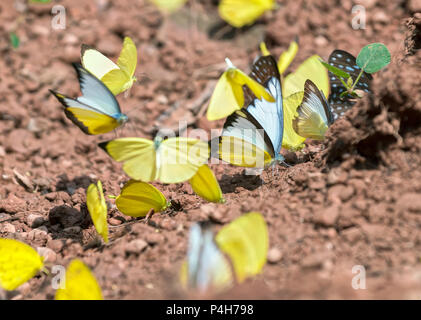 Die Gruppe der farbenfrohen Schmetterlinge liegt unter dem Boden, um Wasser aufzunehmen und nach Nahrung zu suchen, das ist das Insekt, das aus tiefem Puppentier in der Natur gebildet wird. Stockfoto