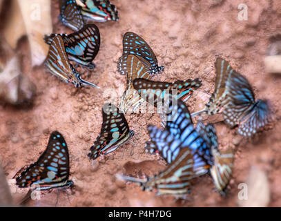 Die Gruppe der farbenfrohen Schmetterlinge liegt unter dem Boden, um Wasser aufzunehmen und nach Nahrung zu suchen, das ist das Insekt, das aus tiefem Puppentier in der Natur gebildet wird. Stockfoto