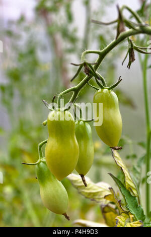 Unreife grüne Tomaten im Gemüsegarten Stockfoto