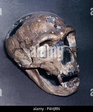 CRANEO DE CROMAGNON. Stockfoto