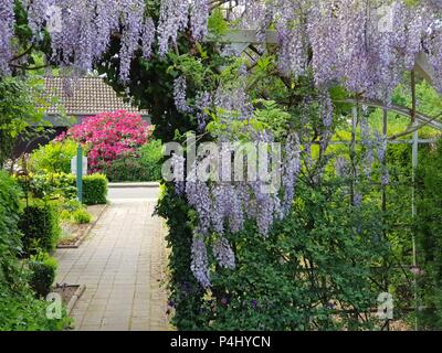 Schöne hängende Lila Blume in einem deutschen Garten Europa Sommer Tag Stockfoto