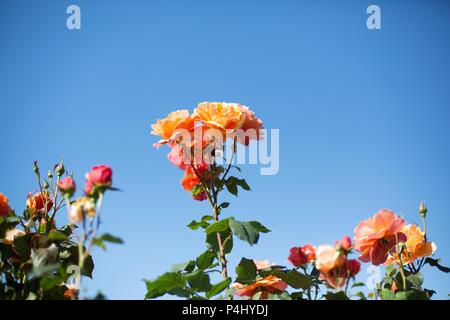 Über Gesicht Edelrosen in Owen Rose Garden in Eugene, Oregon, USA. Stockfoto