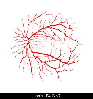 Auge Vein System x Angiographie vektor design isoliert auf weißem Stock Vektor