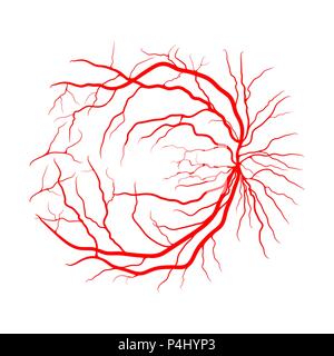 Auge Vein System x Angiographie vektor design isoliert auf weißem Stock Vektor