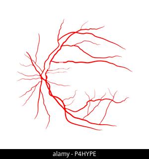 Auge Vein System x Angiographie vektor design isoliert auf weißem Stock Vektor