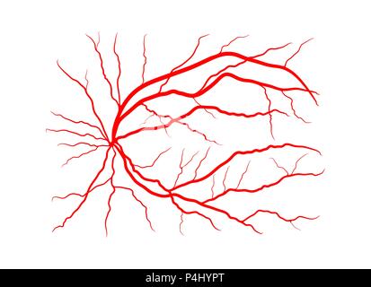 Auge Vein System x Angiographie vektor design isoliert auf weißem Stock Vektor