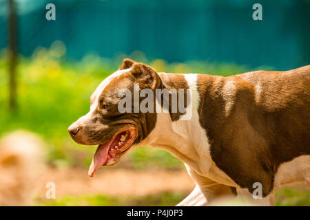 Kämpfende Hund im Park spazieren, Bull Stockfoto