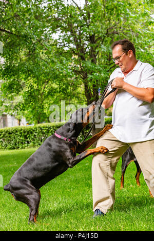 Schwarzer Dobermann versucht, die Leine aus der Hand des Eigentümers zu ziehen Stockfoto