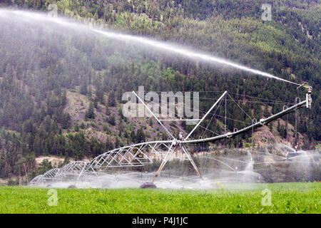 Drehmittelpunkt Bewässerungsanlagen Bewässerung eine Luzerne Feld in Kamloops, British Columbia, Kanada. Stockfoto