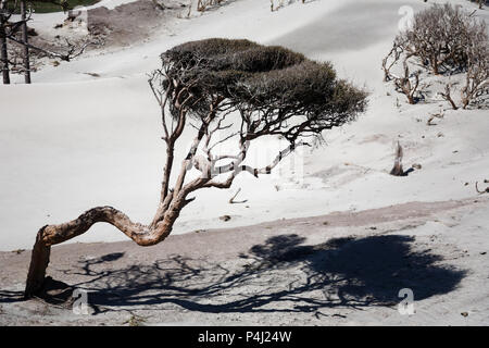 Manuka Baum geknickt vom Wind an der Westküste Neuseelands Stockfoto