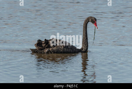 Der schwarze Schwan ist eine große aquatische Vogel in Flussmündungen und Wasserwege in Australien gefunden, und es ist das Staatswappen von Western Australia. Stockfoto