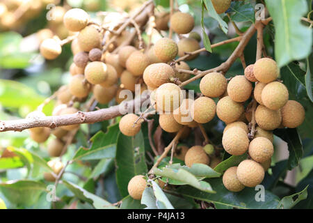 Frische Longan auf Baum im Obstgarten, tropische Früchte mit süßen Geschmack von Thailand. Stockfoto