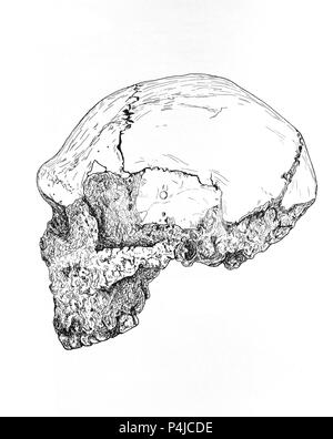 CRANEO DE Homo sapiens Neandertaler. Lage: FACULTAD DE BIOLOGICAS, MADRID, SPANIEN. Stockfoto