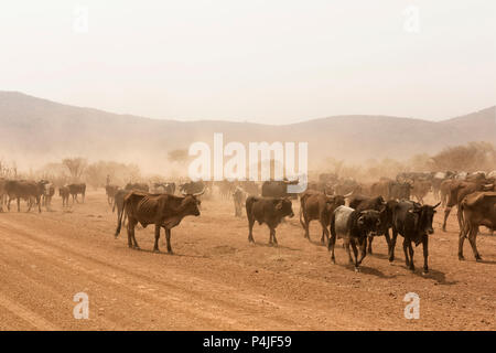 Kühe grasen in der Wüste Namib Namibia Afrika Stockfoto
