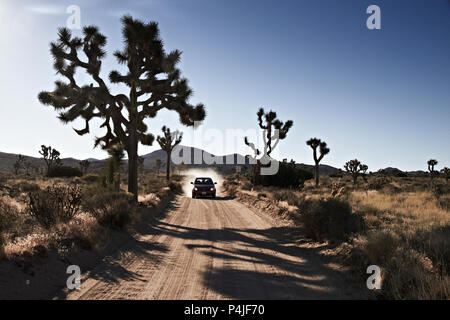 Wüste Straße mit Joshua Bäume in den Joshua Tree National Park, USA Stockfoto