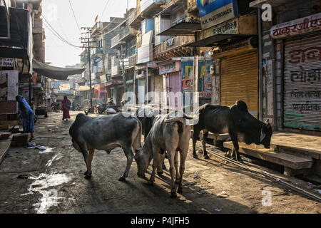 Heiligen indischen Kühe stehen in der Gruppe auf der Straße der Stadt. Jaisalmer liegt im Herzen der Wüste Thar Stockfoto