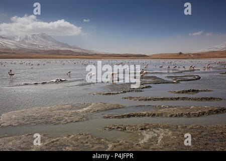 See Canapa mit rosa Flamengo, Atacama-wüste, Bolivien Stockfoto