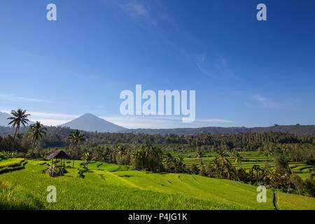 Mount Agung oder Gunung Agung. Eine Ansicht von einer Heiligen und berühmten Balinesischen Vulkan mit einem grünen Reisfeldern im Vordergrund. Bali, Indonesien Stockfoto