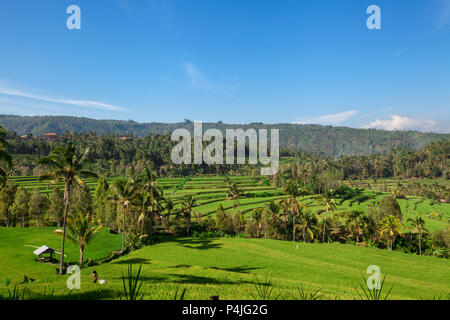 Munduk, Bali. Durch dichten Dschungel Vegetation auf allen Seiten sind hell grünen Terrassen Reis zu pflegen Stockfoto