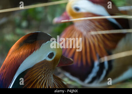 Paar Mandarinen in Slimbridge Stockfoto